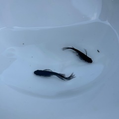紂王１ペアの画像