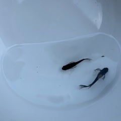 紂王１ペアの画像