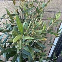 オリーブの木　観葉植物 の画像