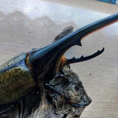 ヘラクレスオオカブトムシ♂単品の画像