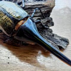 ヘラクレスオオカブトムシ♂単品の画像