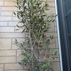 オリーブの木　観葉植物 の画像