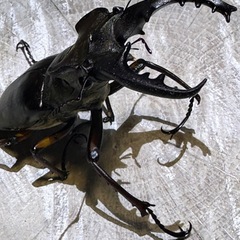 [古蜜]ミヤマクワガタ、ワイルド、能瀬産、ペア、の画像