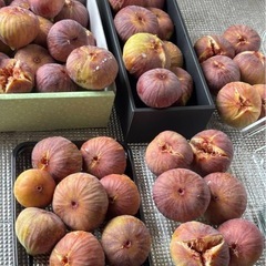 【朝取れ・無農薬】いちじく　5個の画像