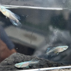 青蝶オス1メス2の画像