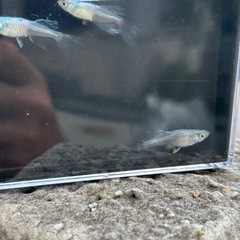 青蝶オス1メス2の画像