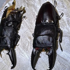 [古蜜]パラワンオオヒラタ、オス、の画像