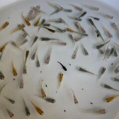 ミックスメダカ　若魚　20匹　500円の画像