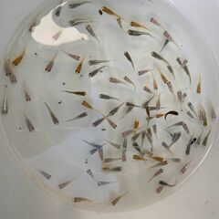 ミックスメダカ　若魚　20匹　500円の画像