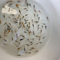 ミックスメダカ　若魚　20匹　500円の画像