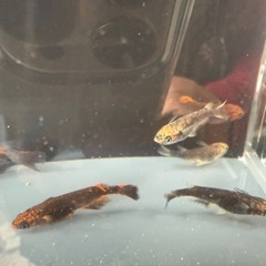 五式タイプR GODの画像