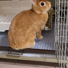 うさぎ里親募集　ネザーランドドワーフ　4歳　メス