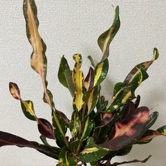クロトン　ねじり葉の画像