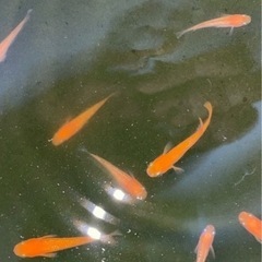 【メダカ】紅華【6匹】の画像