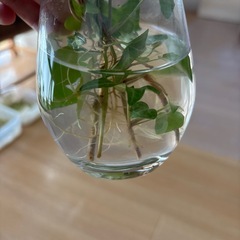 アイビーの画像