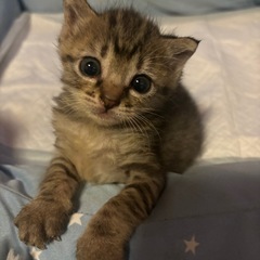 可愛すぎるキジトラちゃん