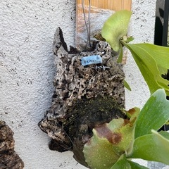 ビカクシダ　アガベ　譲りますの画像