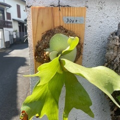 ビカクシダ　アガベ　譲りますの画像