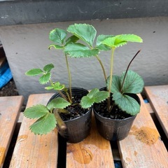 ①いちご苗🍓　2苗の画像
