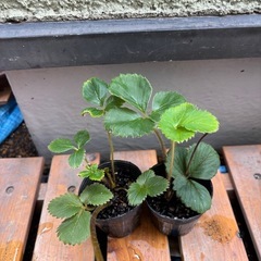 ①いちご苗🍓　2苗の画像