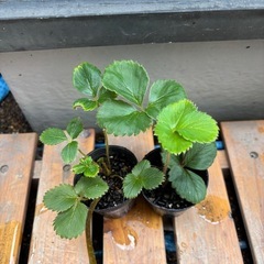 ①いちご苗🍓　2苗の画像