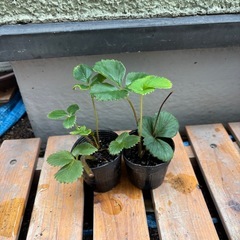 ①いちご苗🍓　2苗の画像