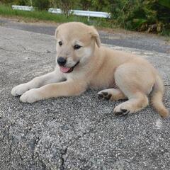 子犬、生後1ヵ月の裏山で産まれた雑種犬