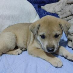 子犬、生後1ヵ月の裏山で産まれた雑種犬 − 愛知県