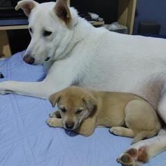 子犬、生後1ヵ月の裏山で産まれた雑種犬 - 犬