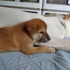 子犬、生後1ヵ月の裏山で産まれた雑種犬 - 西尾市