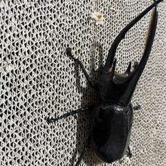 ネプチューンオオカブト　♂の画像
