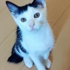生後3ヶ月の子猫の里親を募集します