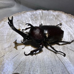 [古蜜]特大カブト虫、ワイルド個体、の画像