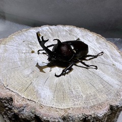 [古蜜]特大カブト虫、ワイルド個体、の画像