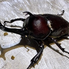 [古蜜]特大カブト虫、ワイルド個体、の画像