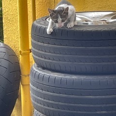 2.3ヶ月の野良猫