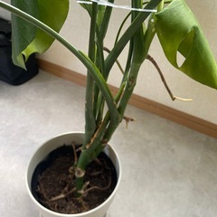モンステラの画像