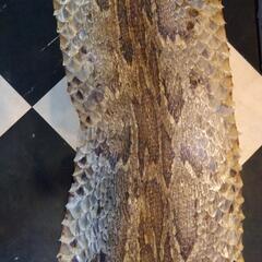 ヘビの革の画像