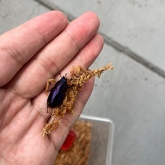 パプアキンイロクワガタの画像