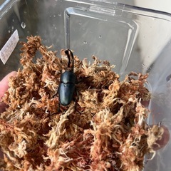 パプアキンイロクワガタの画像