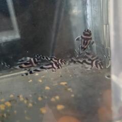 【熱帯魚】インペリアルゼブラプレコの画像
