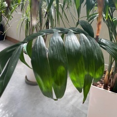 テーブルやしの画像