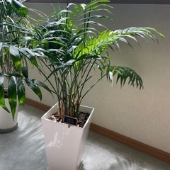 テーブルやしの画像