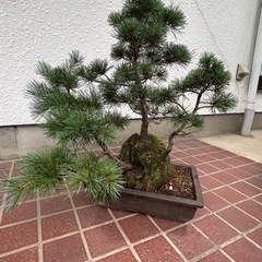 盆栽　松　31個目の画像