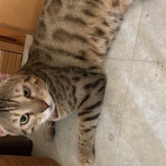 ベンガル猫