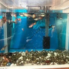 グッピー　20〜30匹の画像