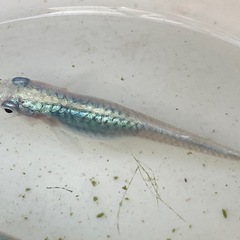 マリンブルーW光　めだか　稚魚10匹の画像