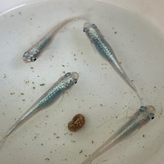 マリンブルーW光　めだか　稚魚10匹の画像