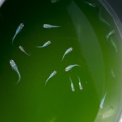 マリンブルーW光　めだか　稚魚10匹の画像