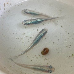 マリンブルーW光　めだか　稚魚10匹の画像